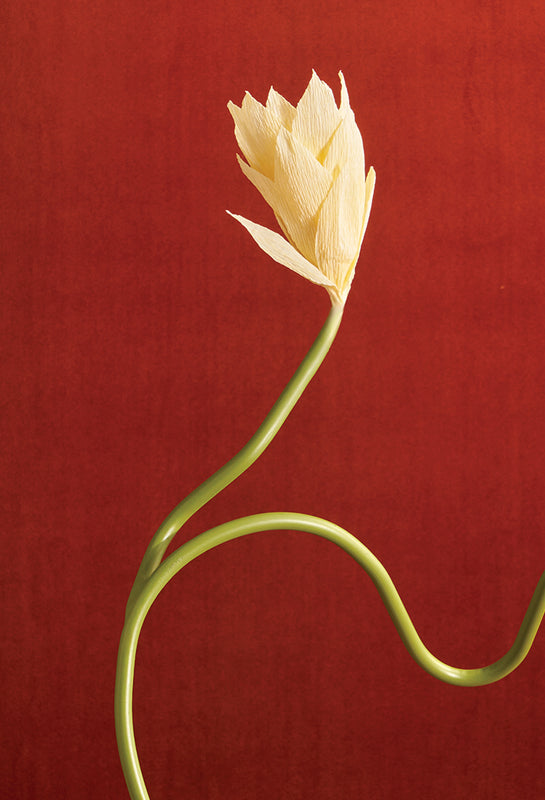 Single white tulip on a red background